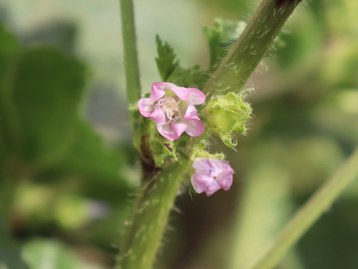 Изображение особи Malva nicaeensis.