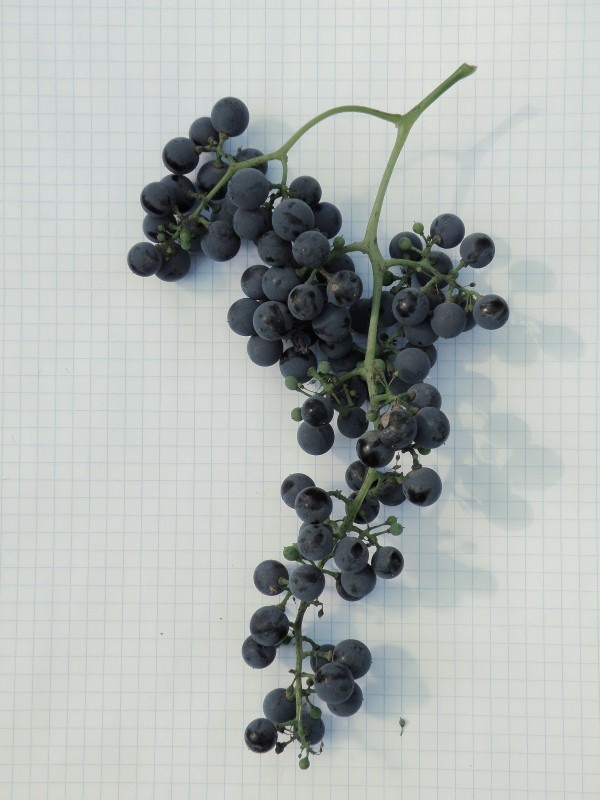 Image of Vitis riparia specimen.
