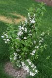 genus Deutzia