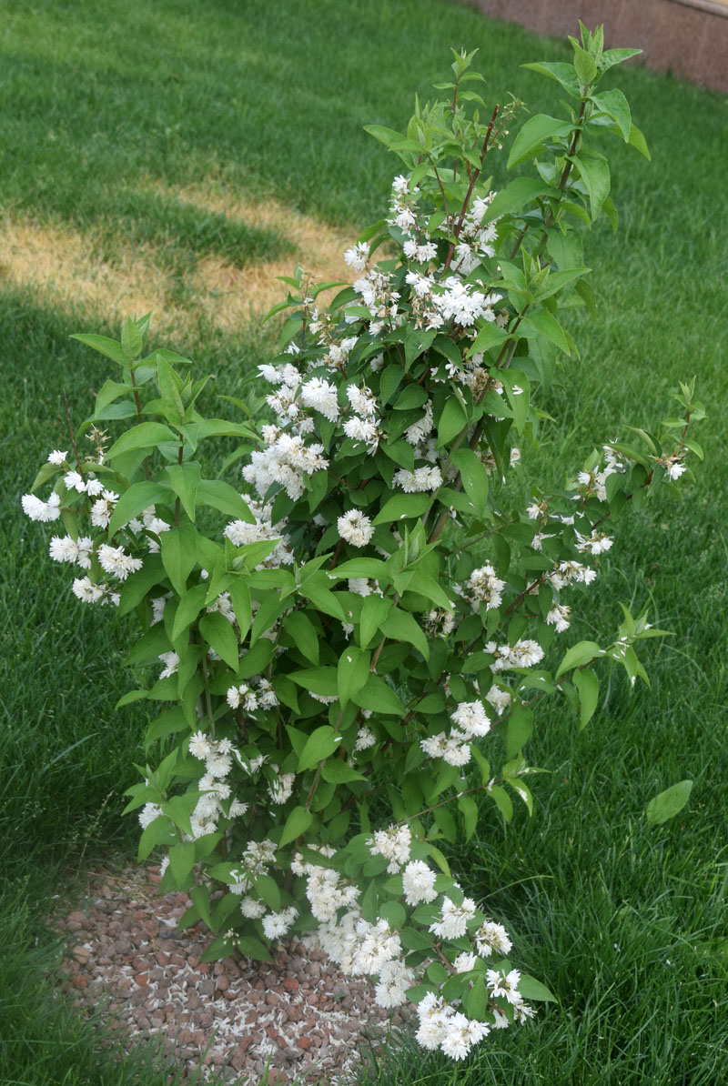 Изображение особи род Deutzia.