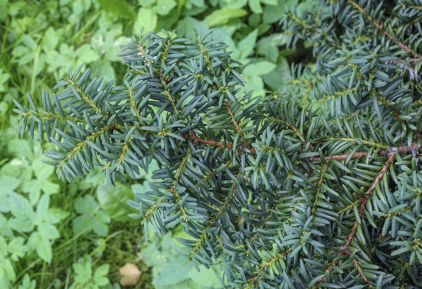 Image of Taxus &times; media specimen.