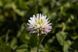Trifolium ambiguum