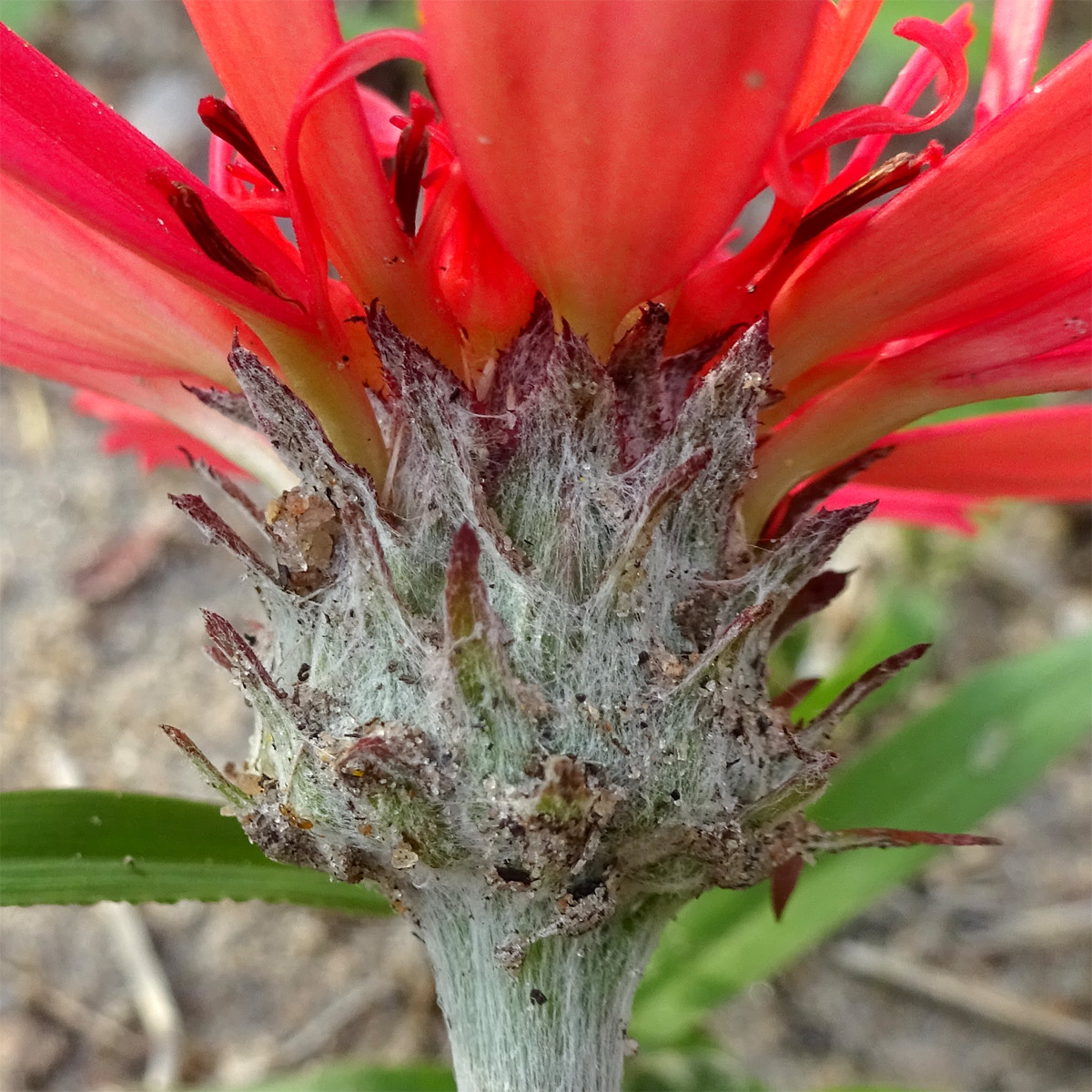 Image of Erythrocephalum longifolium specimen.