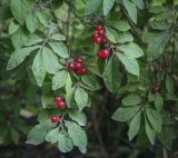 genus Lonicera