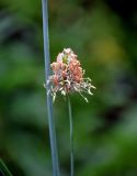 Alopecurus glaucus