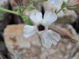 Melandrium latifolium. Цветок, поражённый головнёвым грибом Microbotryum violaceum. Кабардино-Балкария, Эльбрусский р-н, долина р. Ирик, ок. 2200 м н.у.м., каменистая россыпь. 07.07.2020.