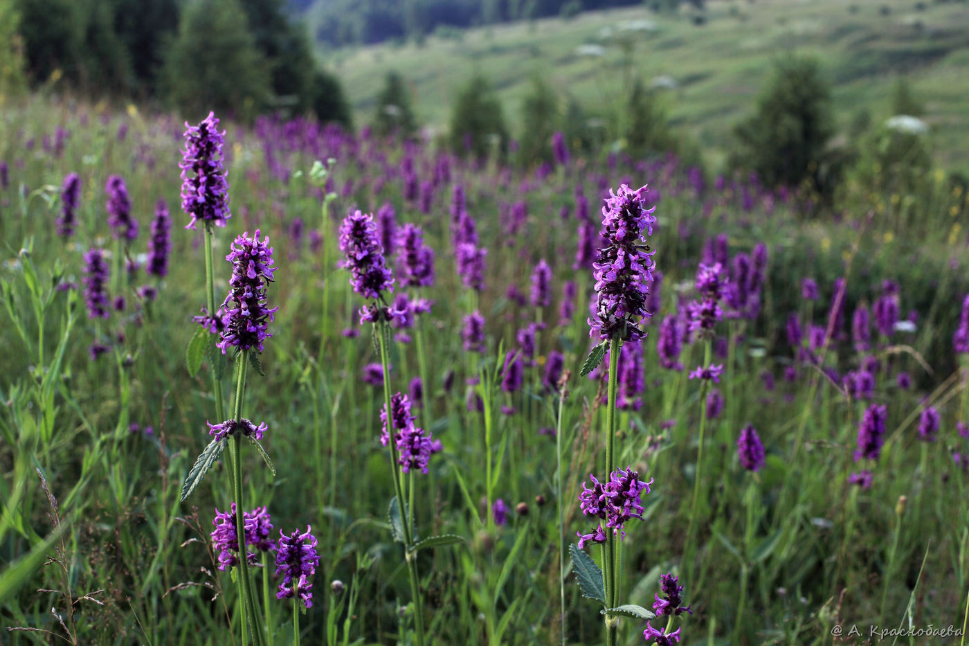 Изображение особи Betonica officinalis.