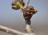 genus Ulmus. Часть веточки с распускающимся соцветием. Приморский край, Шкотовский р-н, окр. с. Новонежино, берег ручья. 15.04.2020.