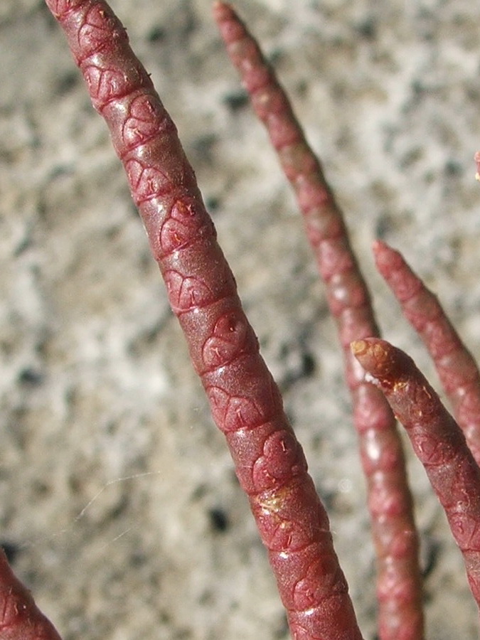 Изображение особи Salicornia borysthenica.