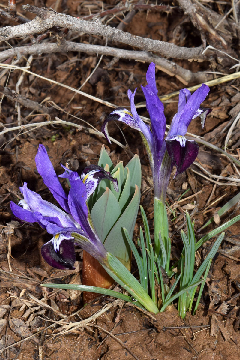 Изображение особи Iridodictyum kolpakowskianum.