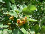 Crataegus maximowiczii. Незрелые плоды и листья. Хабаровск, территория 1-й краевой клинической больницы. 07.08.2013.