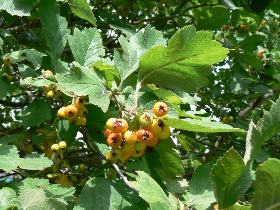 Image of Crataegus maximowiczii specimen.