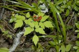 Actaea erythrocarpa