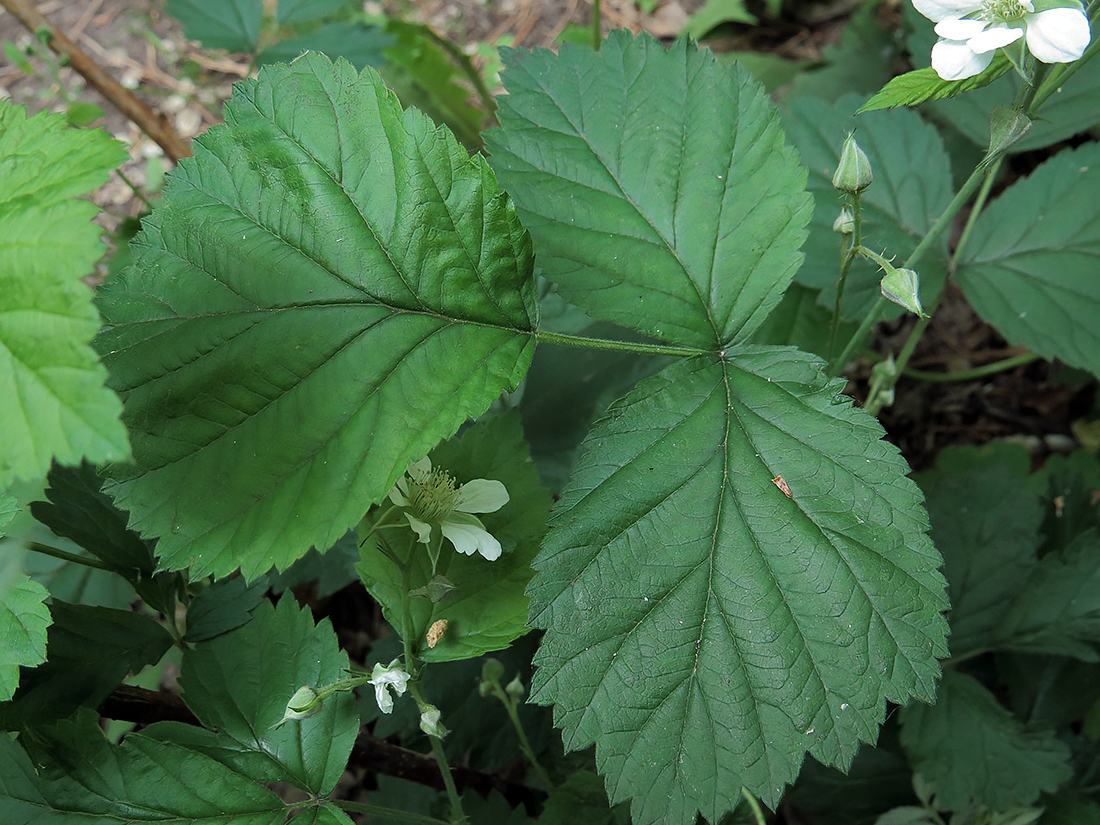 Изображение особи Rubus caesius.