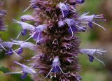 Agastache rugosa