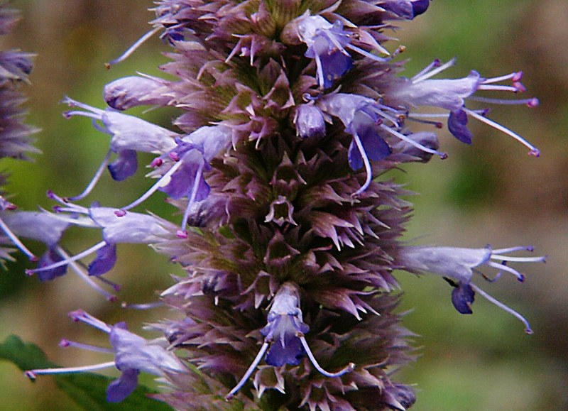 Изображение особи Agastache rugosa.