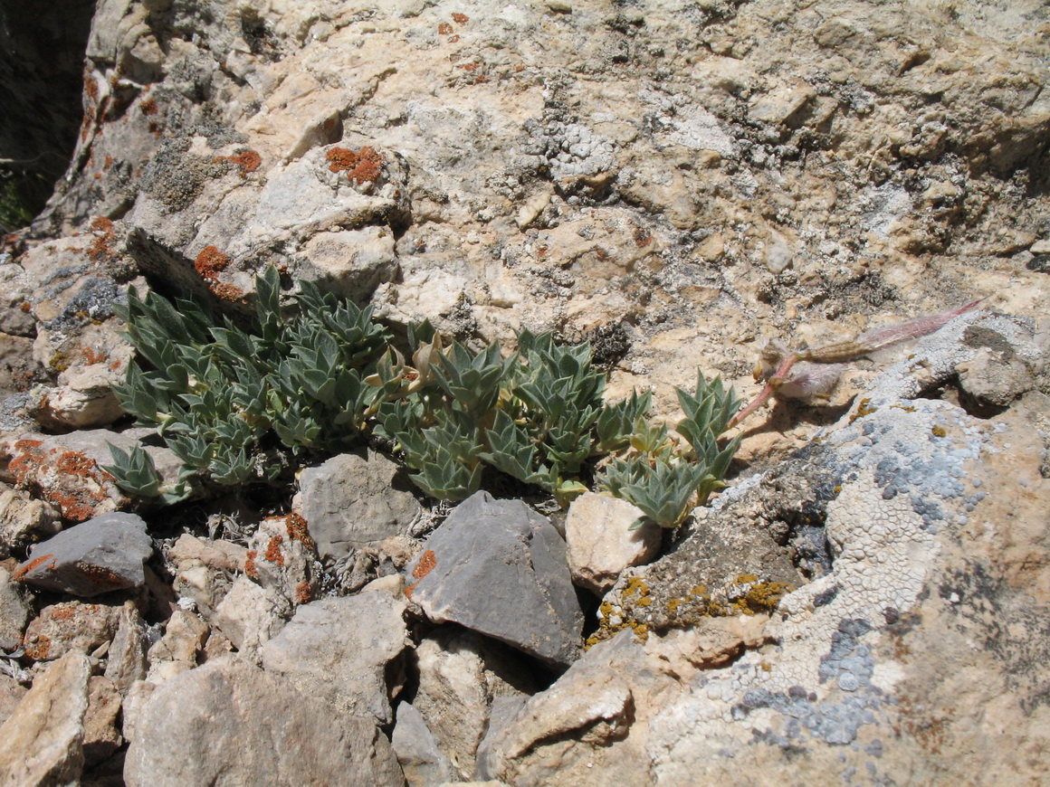 Изображение особи Astragalus cytisoides.