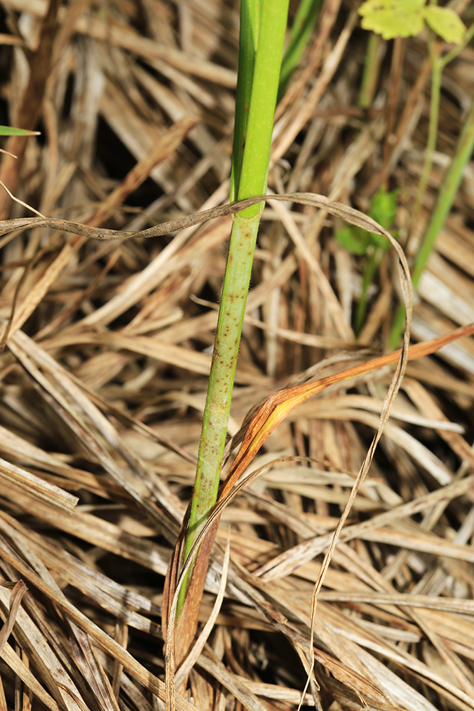 Изображение особи Carex atherodes.