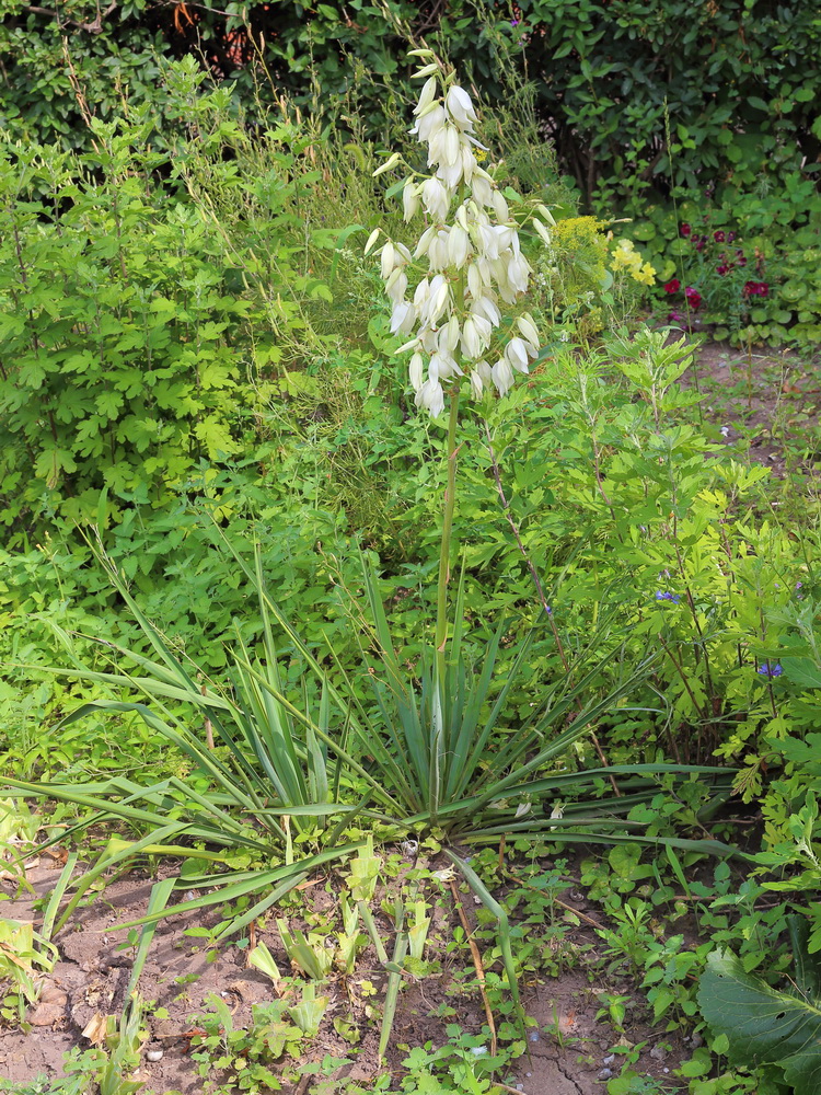 Image of Yucca filamentosa specimen.