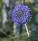 Echinops ruthenicus. Соцветие. Пермский край, Кунгурский р-н, окр. ур. Подкаменная гора, разнотравный луг. 10.07.2021.