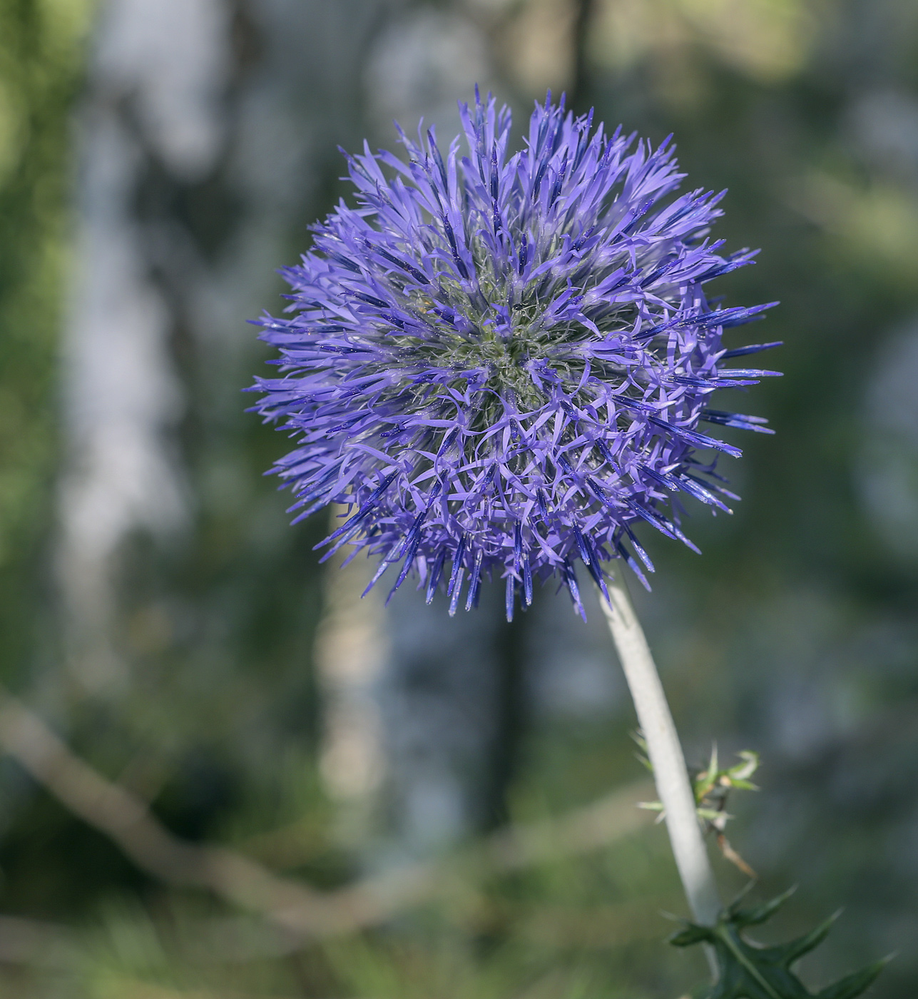 Image of Echinops crispus specimen.