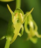 Platanthera × inouei