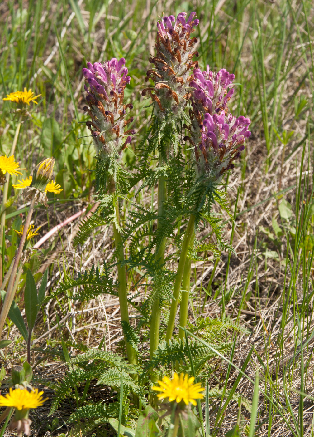 Image of Pedicularis dasystachys specimen.