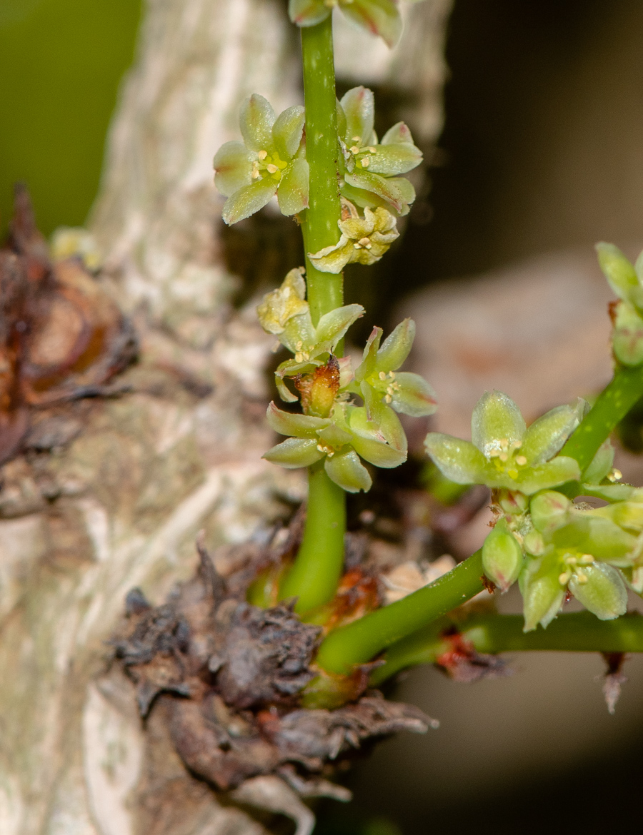 Изображение особи род Phyllanthus.