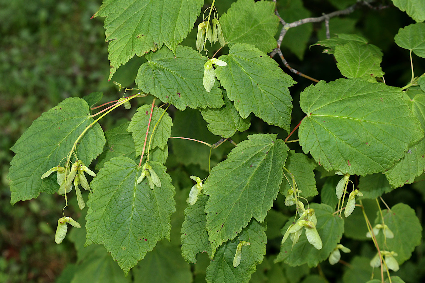 Image of Acer spicatum specimen.