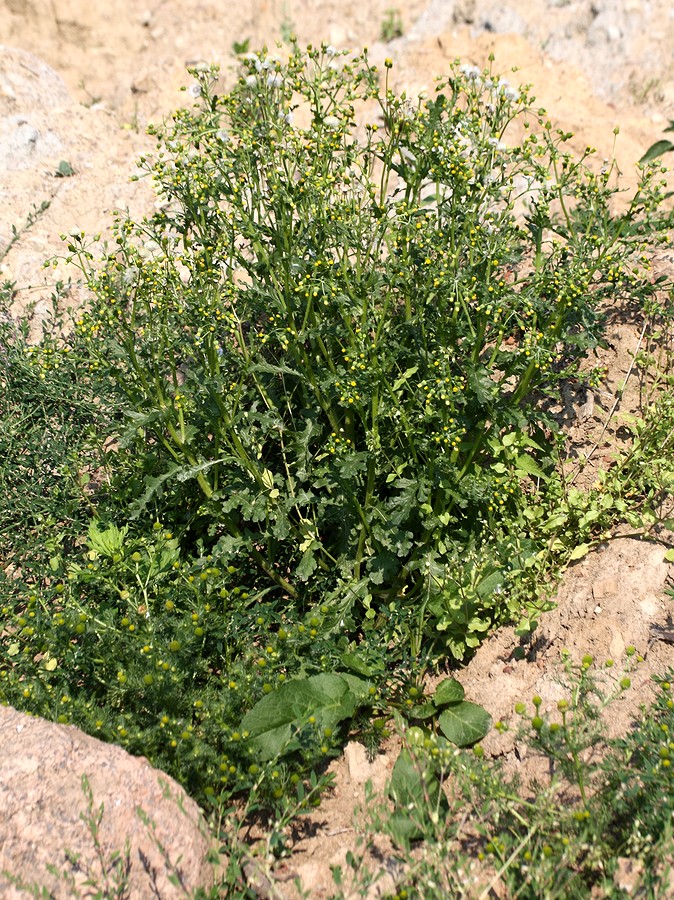 Изображение особи Senecio vulgaris.