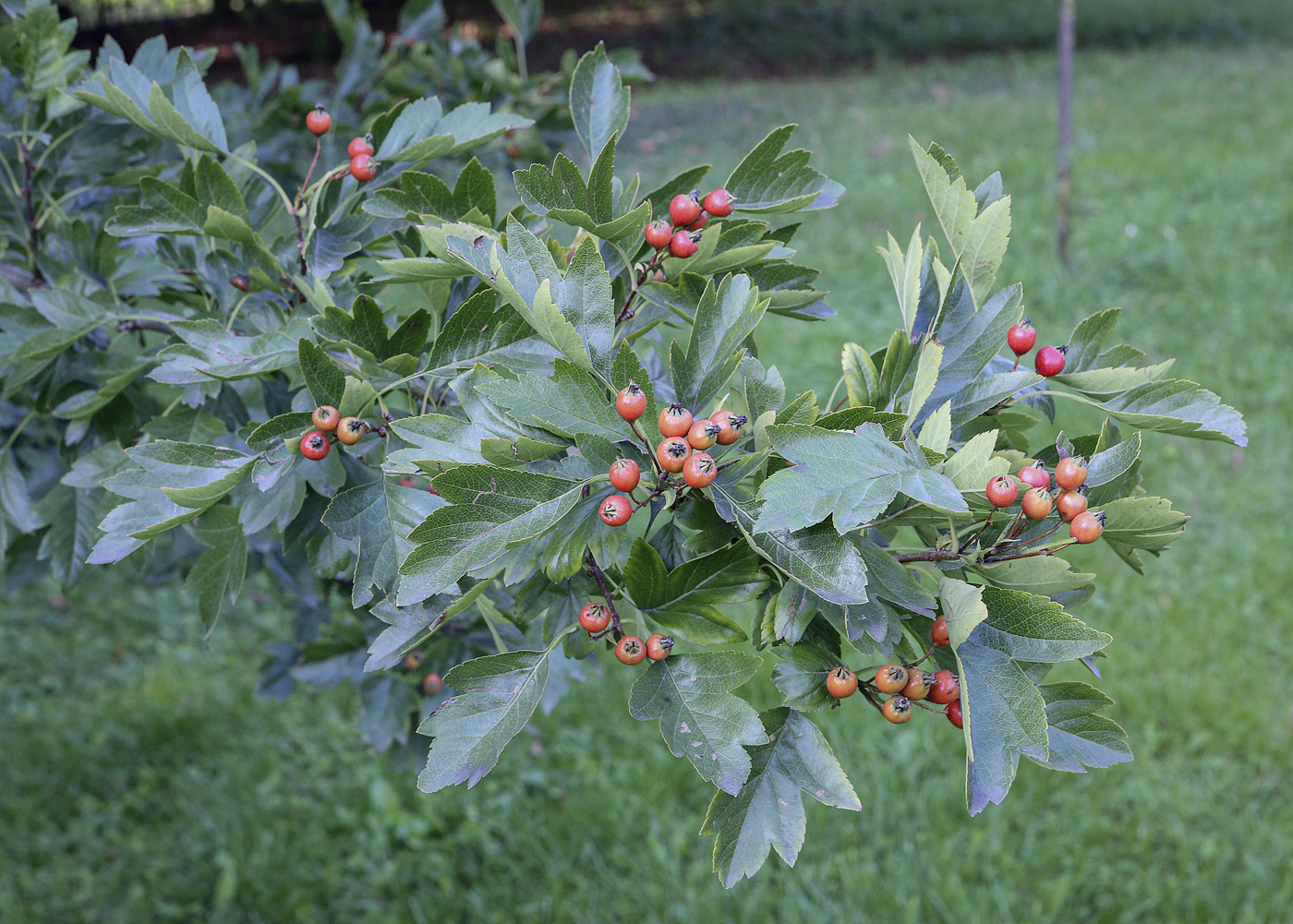 Image of genus Crataegus specimen.