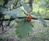 Sorbus intermedia