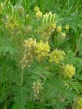 Oxytropis pilosa