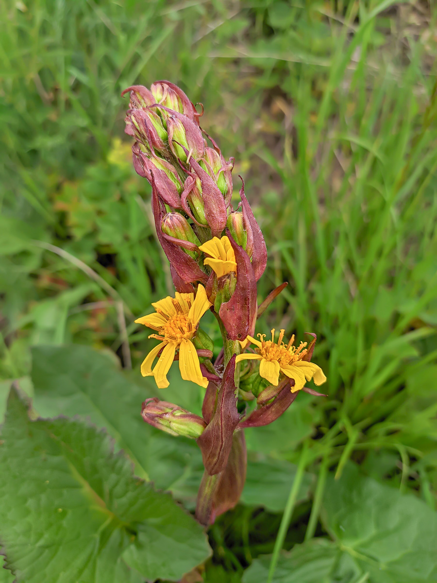 Image of Ligularia subsagittata specimen.