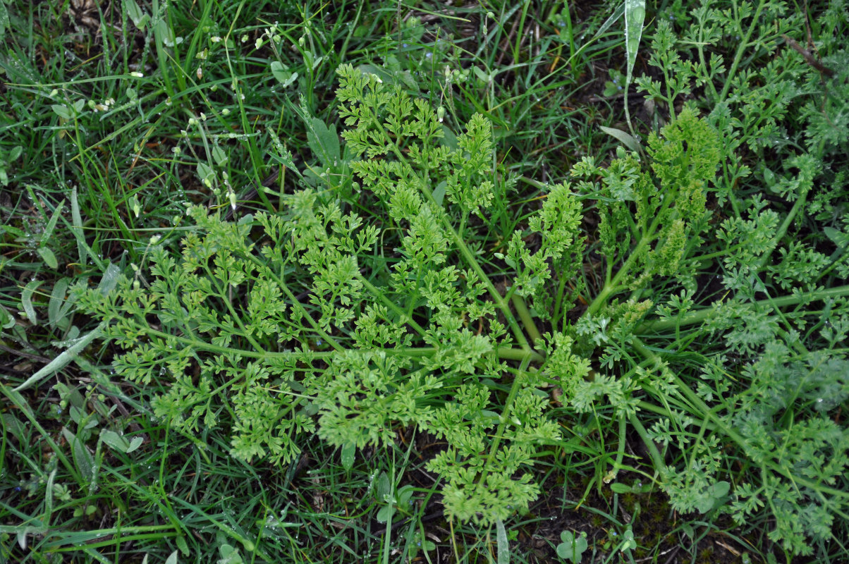 Image of Prangos odontalgica specimen.