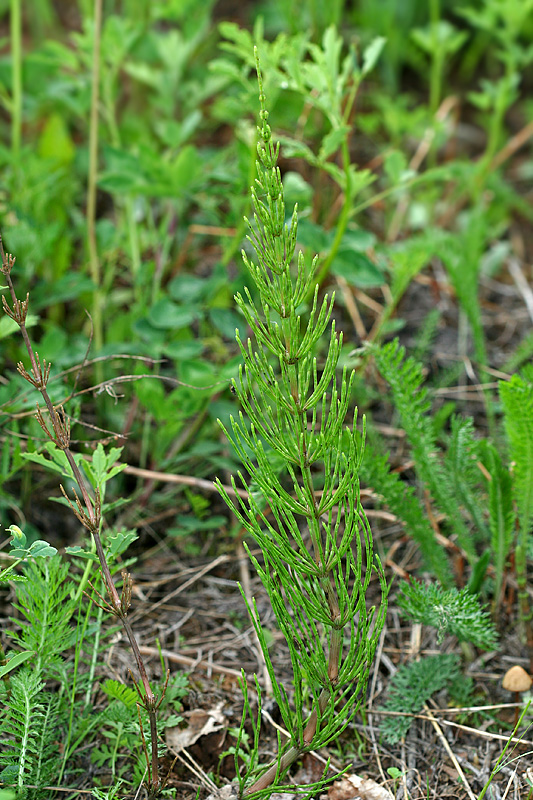 Изображение особи Equisetum arvense.