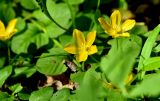 Lysimachia nummularia