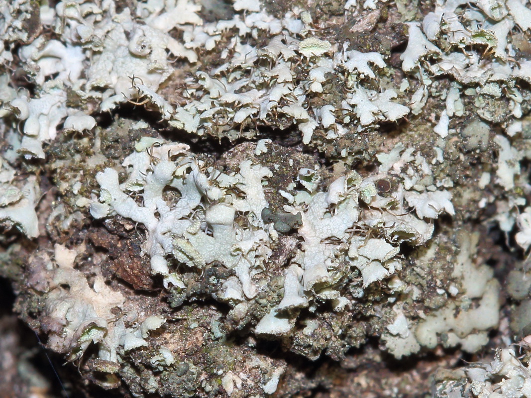 Image of genus Physcia specimen.