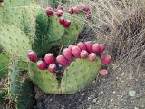 Opuntia humifusa. Побеги плодоносящего растения со спелыми плодами. Республика Крым, Алуштинский р-н, с. Малореченское, Сырные скалы, береговой склон. 01.09.2021.