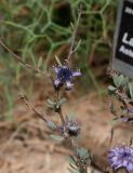 Globularia arabica