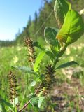 Salix rhamnifolia