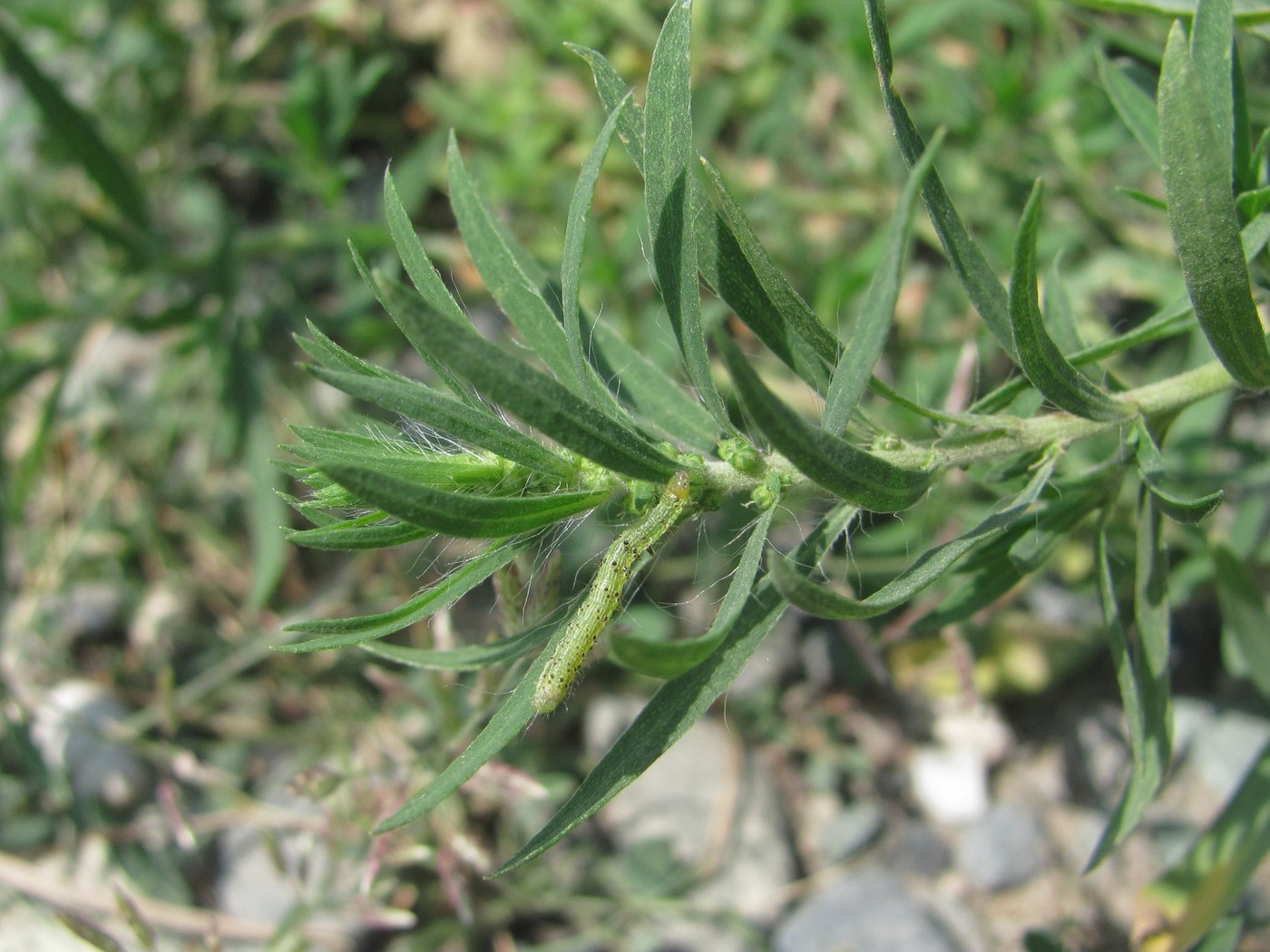 Image of Bassia scoparia specimen.