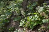 Petasites albus. Плодоносящие растения в сообществе с Fragaria(?). Абхазия, Гудаутский р-н, Рицинский реликтовый национальный парк, долина р. Лашипсы, широколиственный лес, обрывистый береговой склон ручья. 13.05.2021.