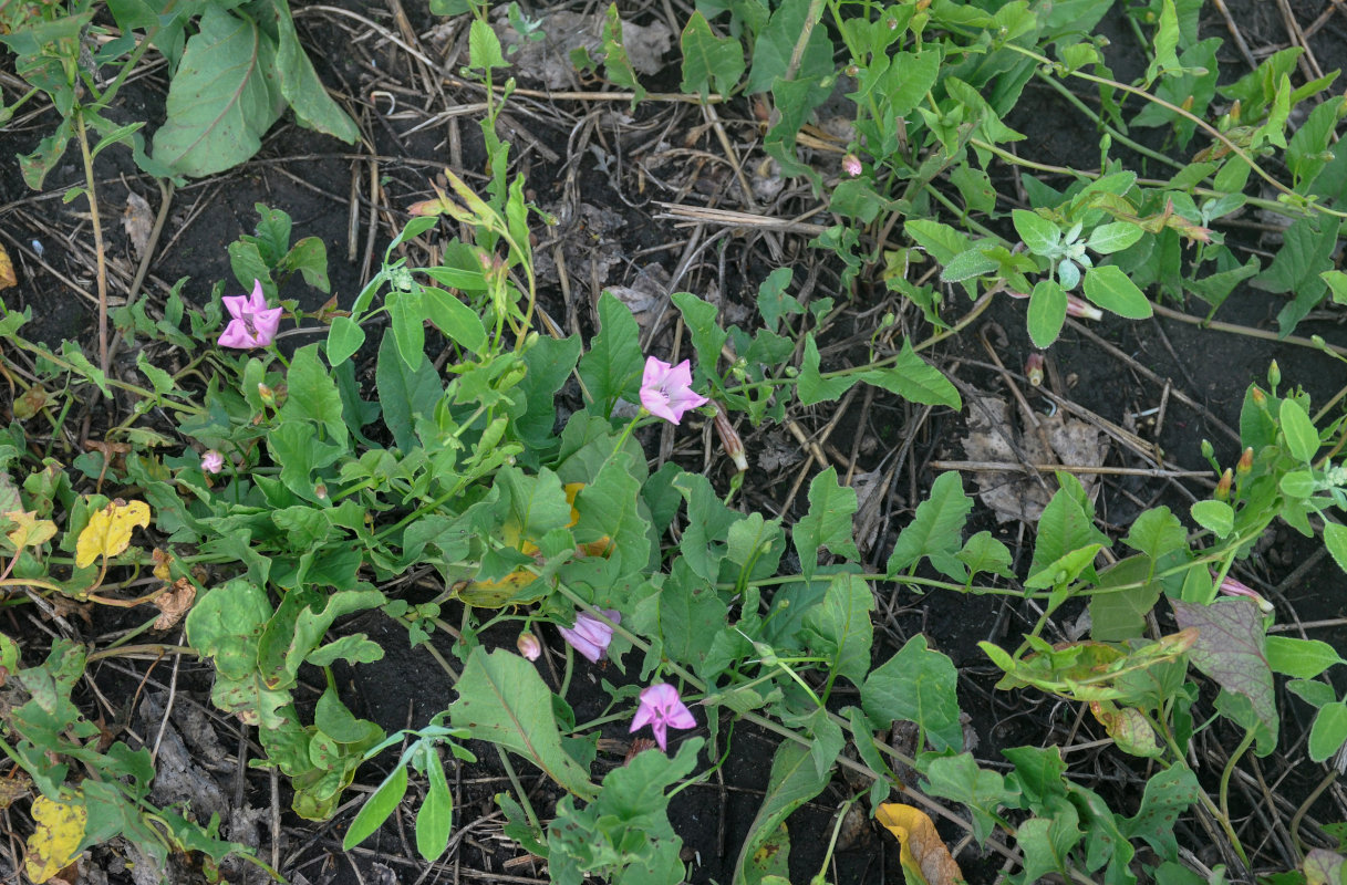 Изображение особи Convolvulus arvensis.