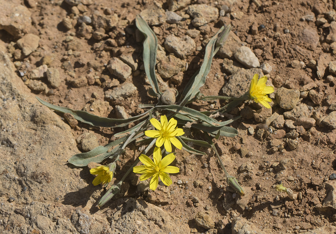 Image of Scorzonera tuberosa specimen.