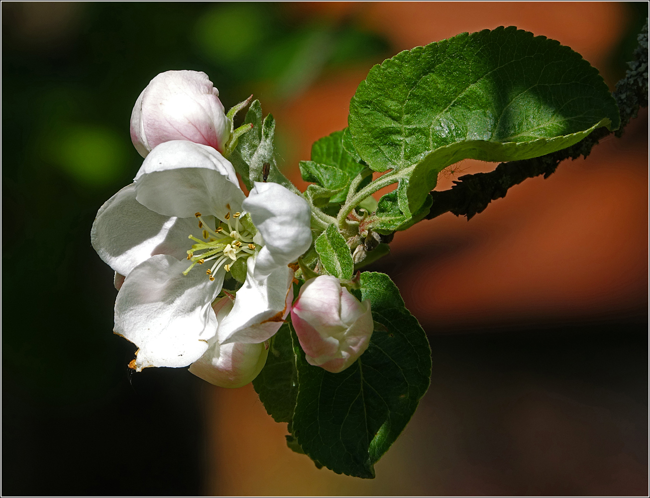Изображение особи Malus domestica.