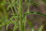 Campanula praealta