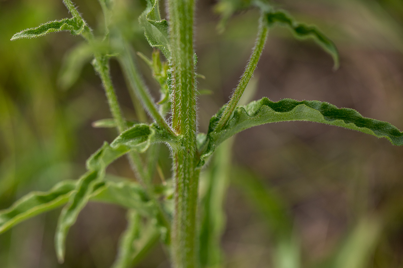 Image of Campanula praealta specimen.