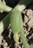 Ecballium elaterium
