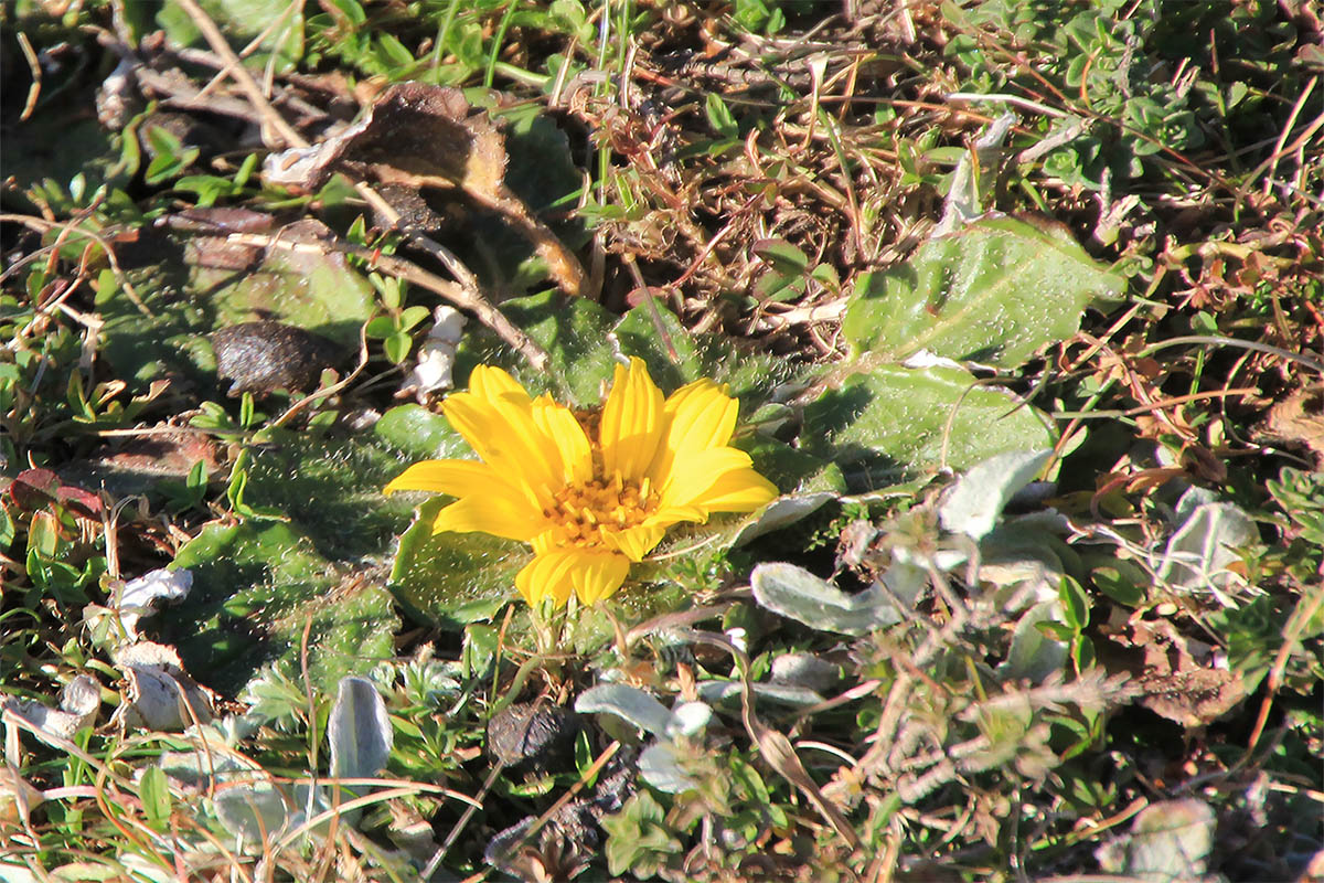 Изображение особи семейство Asteraceae.